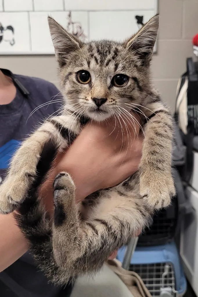 A baby small-sized female Domestic Short Hair cat named Kiana for adoption in Hopkinsville, KY