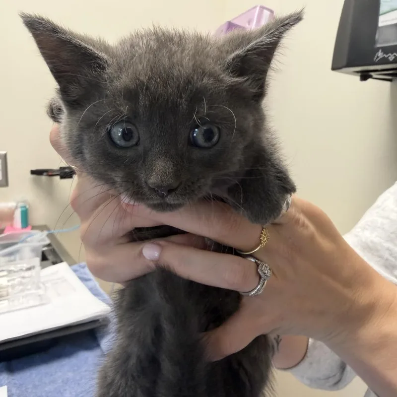 A baby small-sized male Domestic Medium Hair cat named Garth Purrks for adoption in Red House, WV