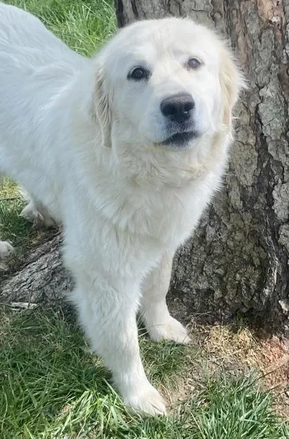 A young large-sized female White / Cream Great Pyrenees dog named Annie for adoption in Glasgow, KY