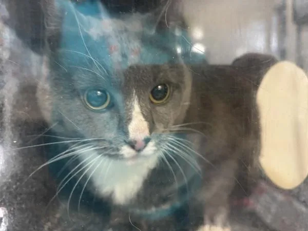 A senior large-sized female Domestic Short Hair cat named Tita for adoption in New York, NY