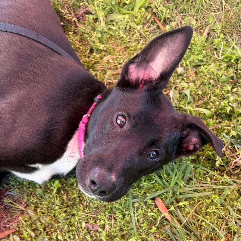 A baby medium-sized female Black Mountain Cur dog named Cookie for adoption in Nashville, TN