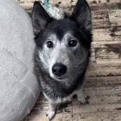 An adult medium-sized female Husky dog named ZZ Classified Ad for adoption in Toledo, OH