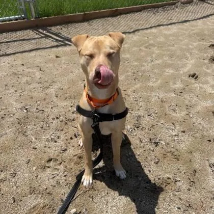 A young medium-sized female Mixed Breed dog named Mila for adoption in Janesville, WI