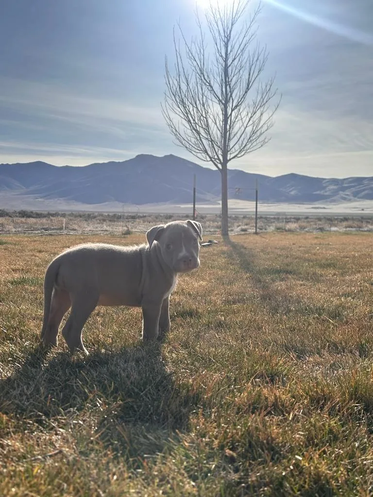 A baby medium-sized female American Staffordshire Terrier dog named Bongo for adoption in Reno, NV