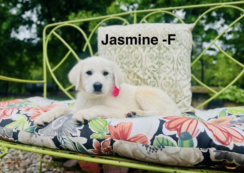 A baby large-sized female Labrador Retriever dog named A Jasmine Lonestar for adoption in Rockaway, NJ