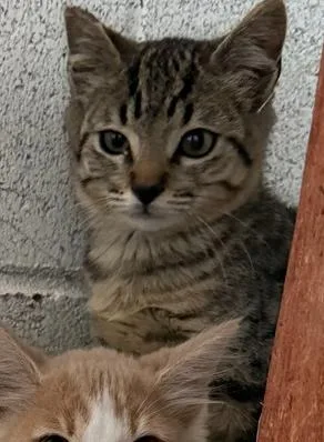 A young small-sized male Tabby (Brown / Chocolate) Domestic Short Hair cat named Jose for adoption in Ontario, CA