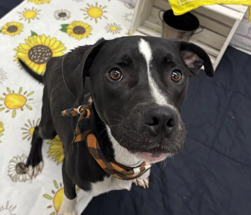 A young medium-sized male Boxer dog named Dagmar for adoption in Detroit, MI