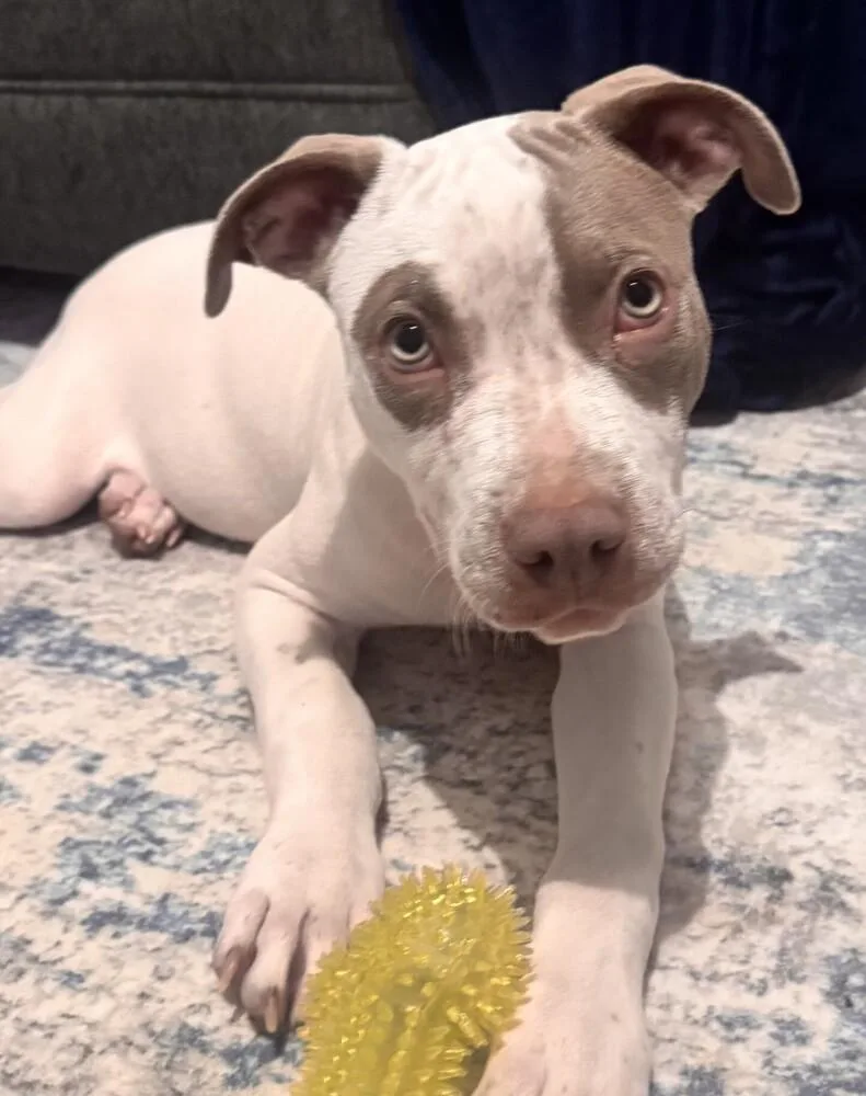 A young medium-sized male Tricolor (Brown, Black, & White) Pit Bull Terrier dog named Kane for adoption in Dallas, TX