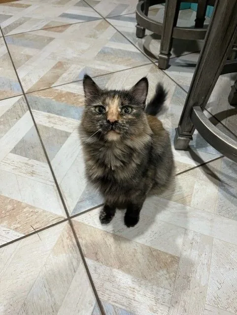 Penny Lane thumbnail 2