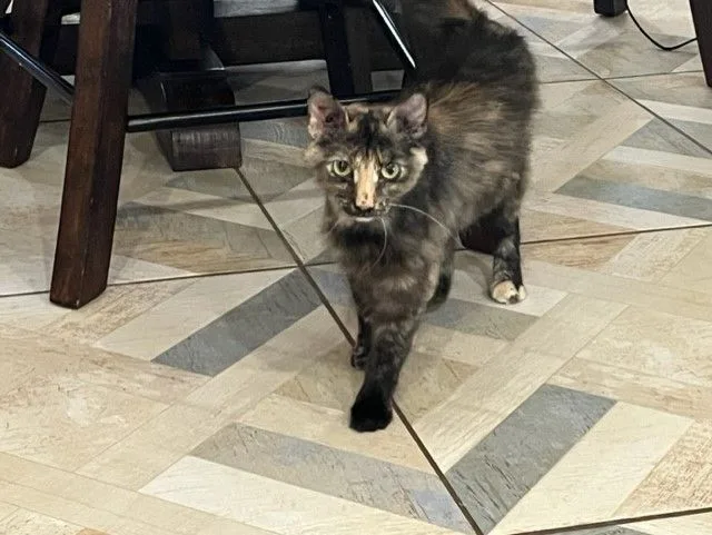 Penny Lane thumbnail 3