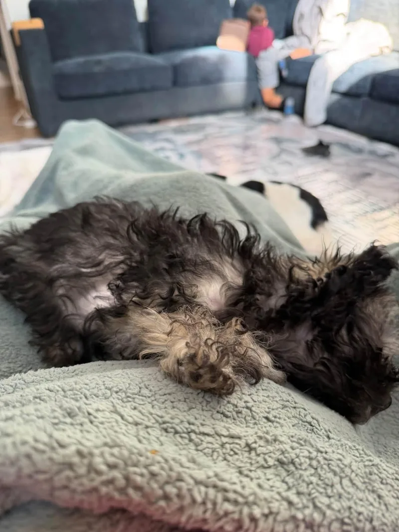 A baby small-sized female Shih Tzu dog named Polly Pocket for adoption in Lexington, KY