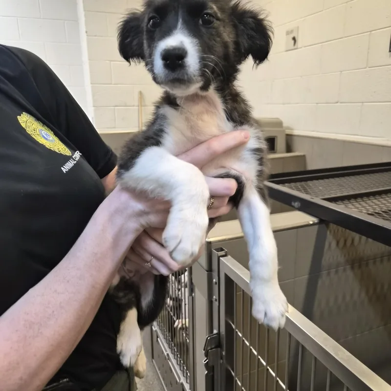 A baby medium-sized female Mixed Breed dog named Penelope for adoption in Rock Hill, NY