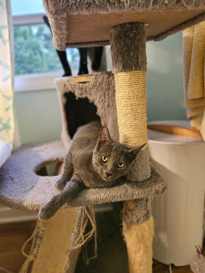 A baby medium-sized male Gray / Blue / Silver Domestic Short Hair cat named Mike for adoption in Hudsonville, MI