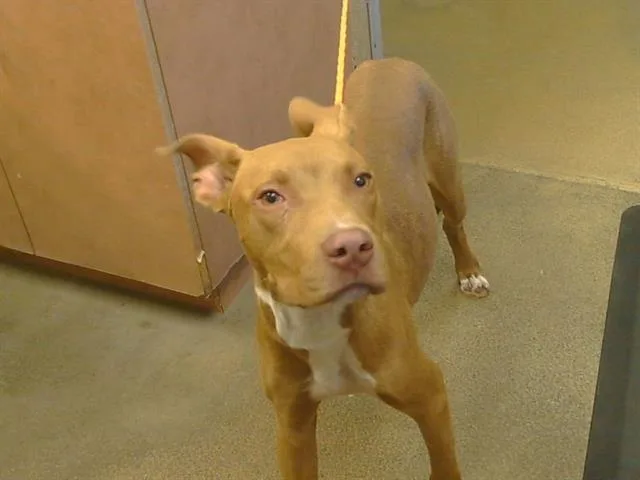 A young medium-sized male Pit Bull Terrier dog named A for adoption in Sacramento, CA