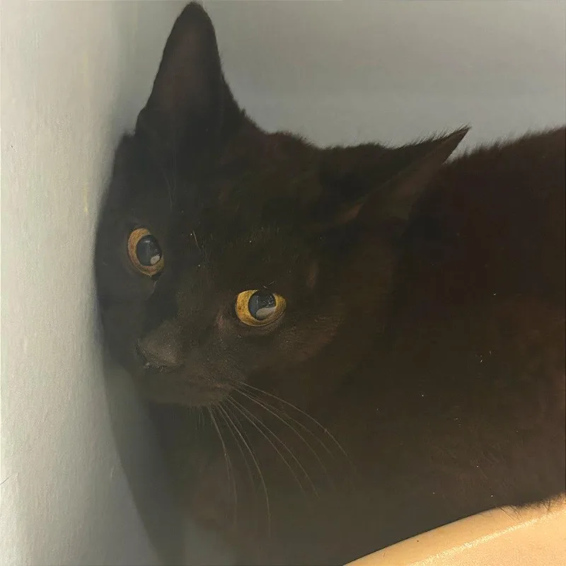 A baby medium-sized male Black Domestic Short Hair cat named Guitar for adoption in Chattanooga, TN