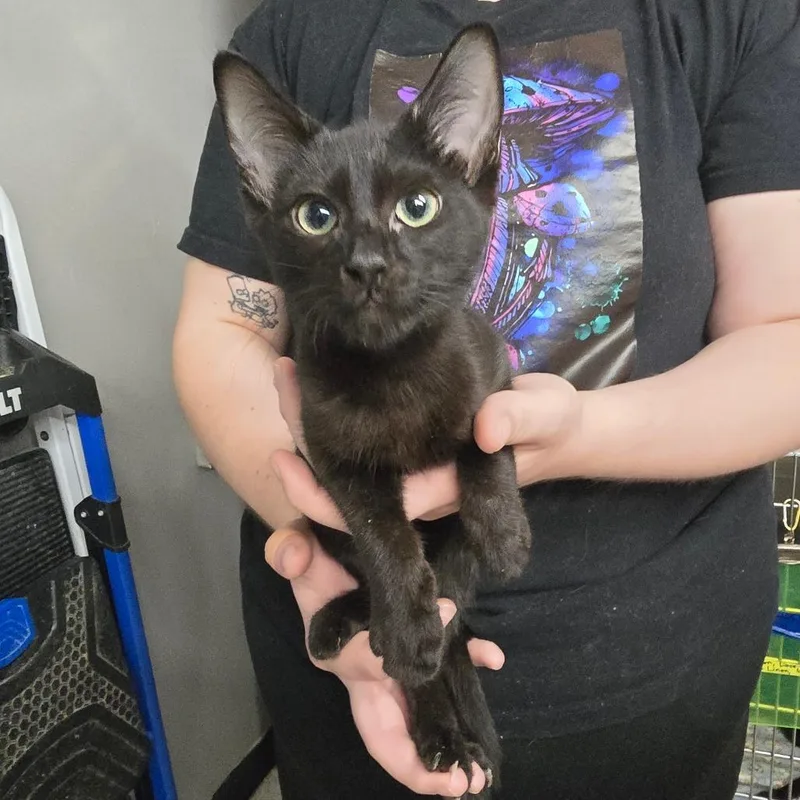 A baby small-sized female Black Siamese cat named Silk for adoption in Spokane, WA