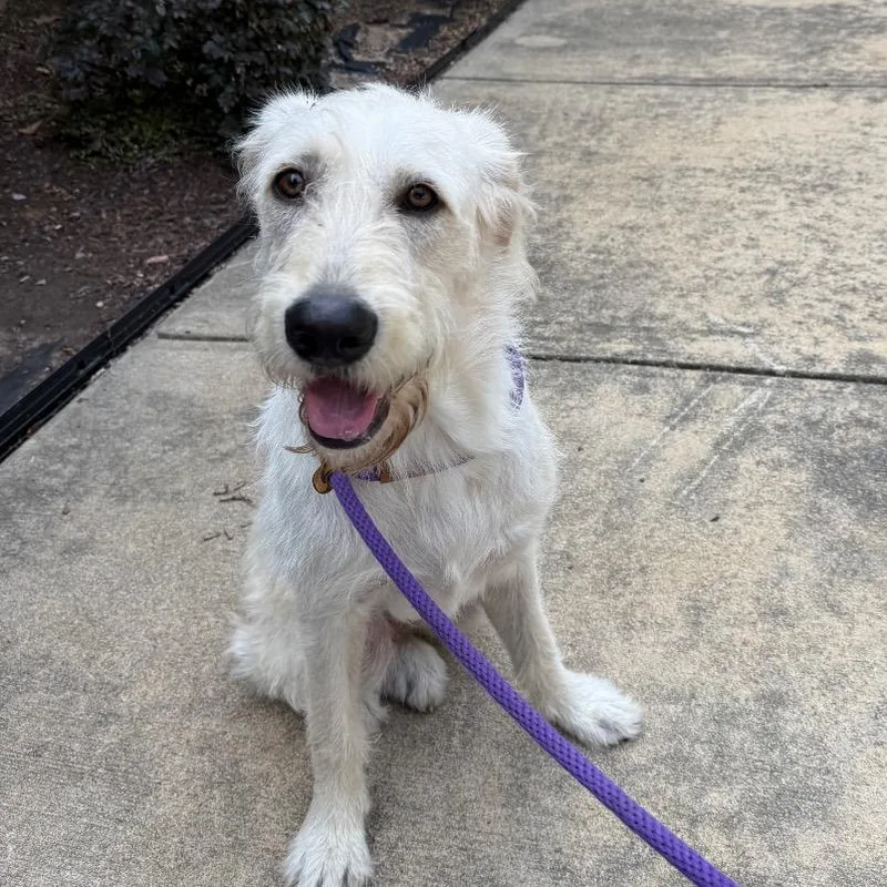 An adult large-sized female White / Cream Mixed Breed dog named StrayAirportThruway for adoption in Columbus, GA