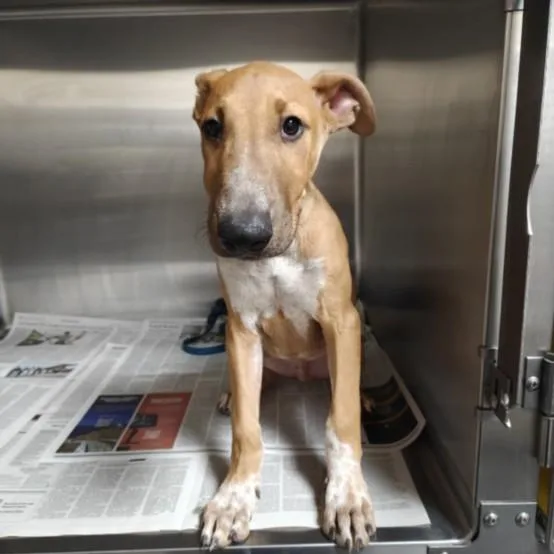 A baby medium-sized male Bull Terrier dog named Tuna for adoption in Los Angeles, CA
