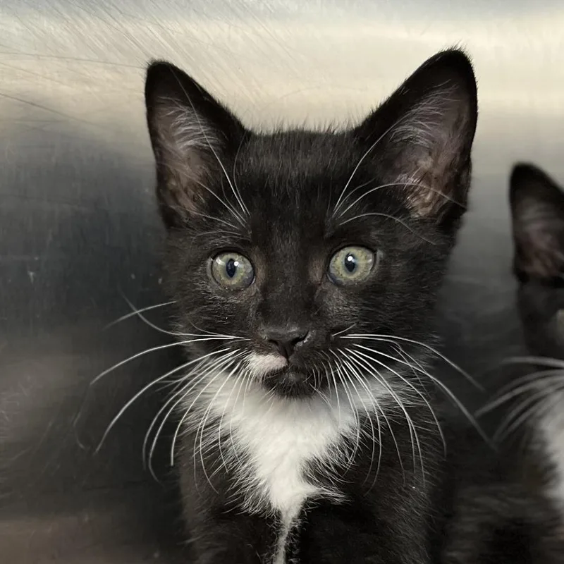 A baby small-sized male Black Domestic Short Hair cat named Sheep for adoption in Palm Springs, CA