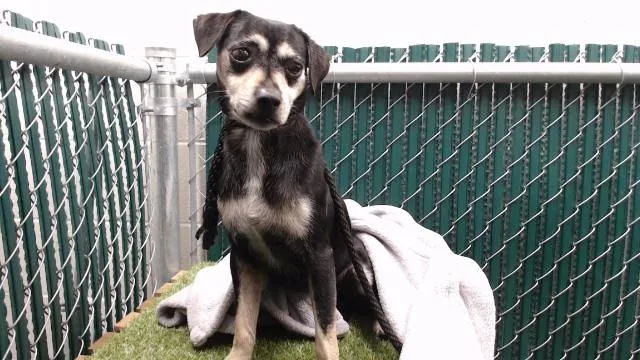 An adult medium-sized male Terrier dog named Newlin for adoption in Downey, CA
