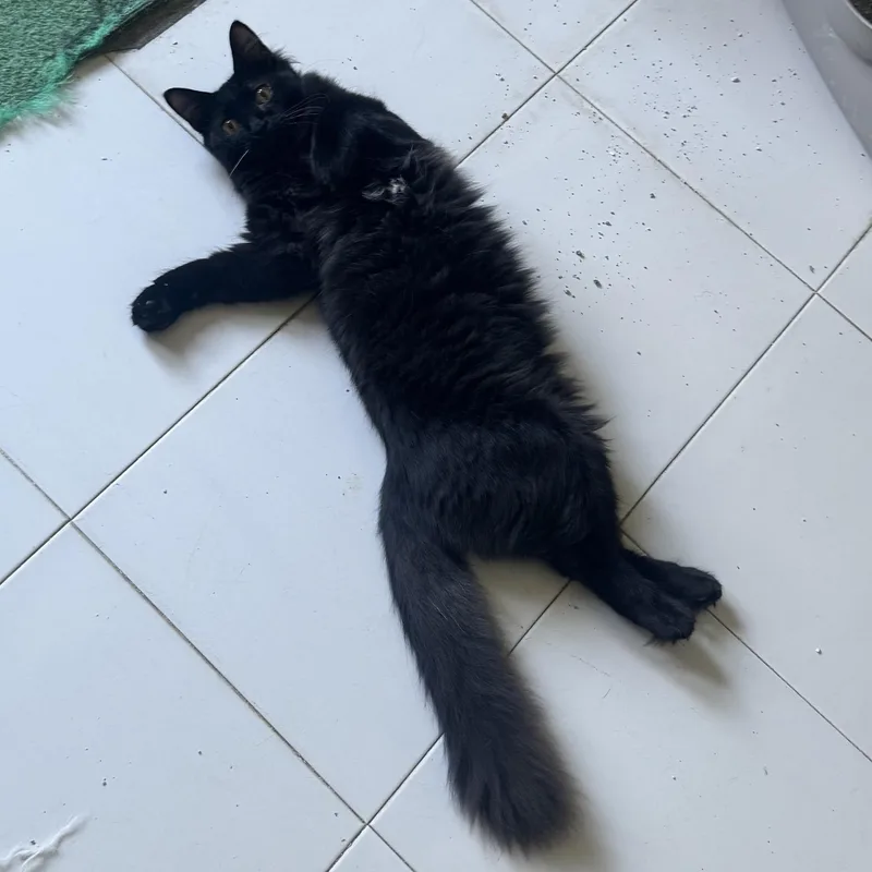 A young large-sized male Black Domestic Long Hair cat named Sombra for adoption in San Juan, PR
