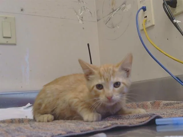 A baby small-sized male Domestic Short Hair cat named Parker for adoption in Sacramento, CA
