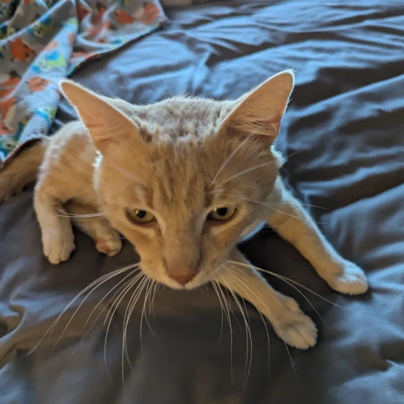 Tom Collinssmith thumbnail 2