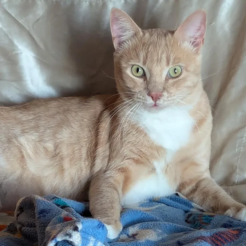 Tom Collinssmith thumbnail 3