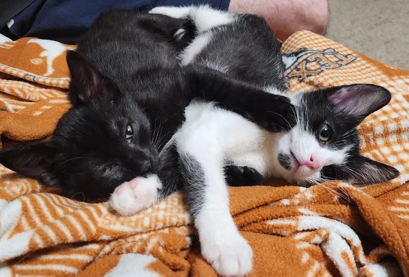 A baby medium-sized male Black & White / Tuxedo Manx cat named Panda Bear for adoption in Fort Worth, TX