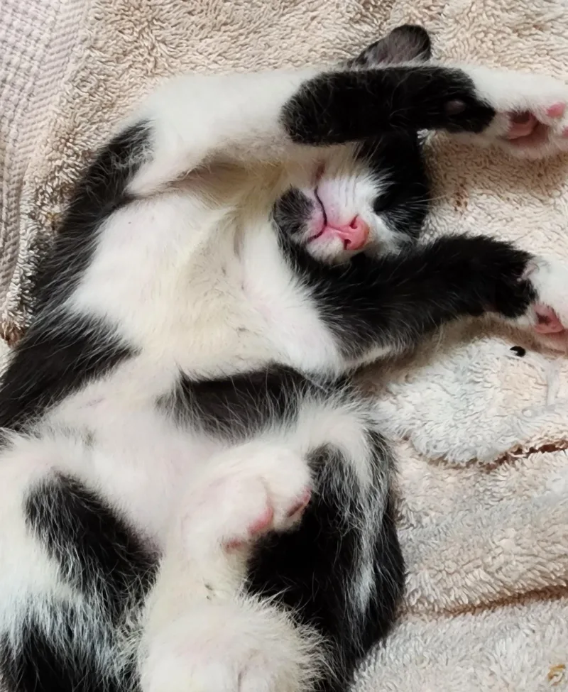 Panda Bear thumbnail 5