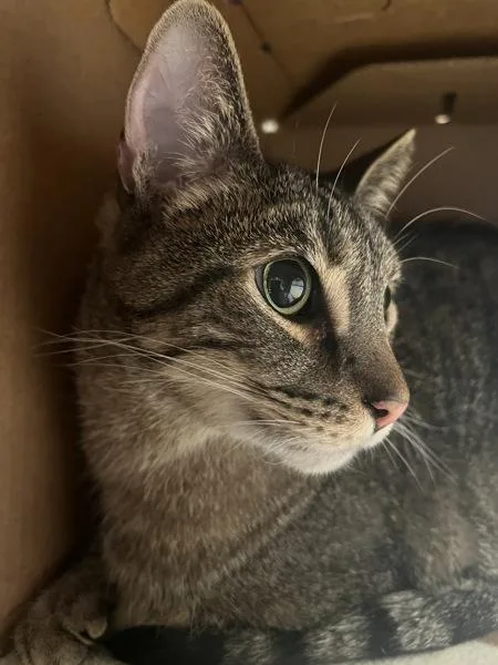 A senior small-sized male Domestic Short Hair cat named Willy for adoption in Sioux City, IA
