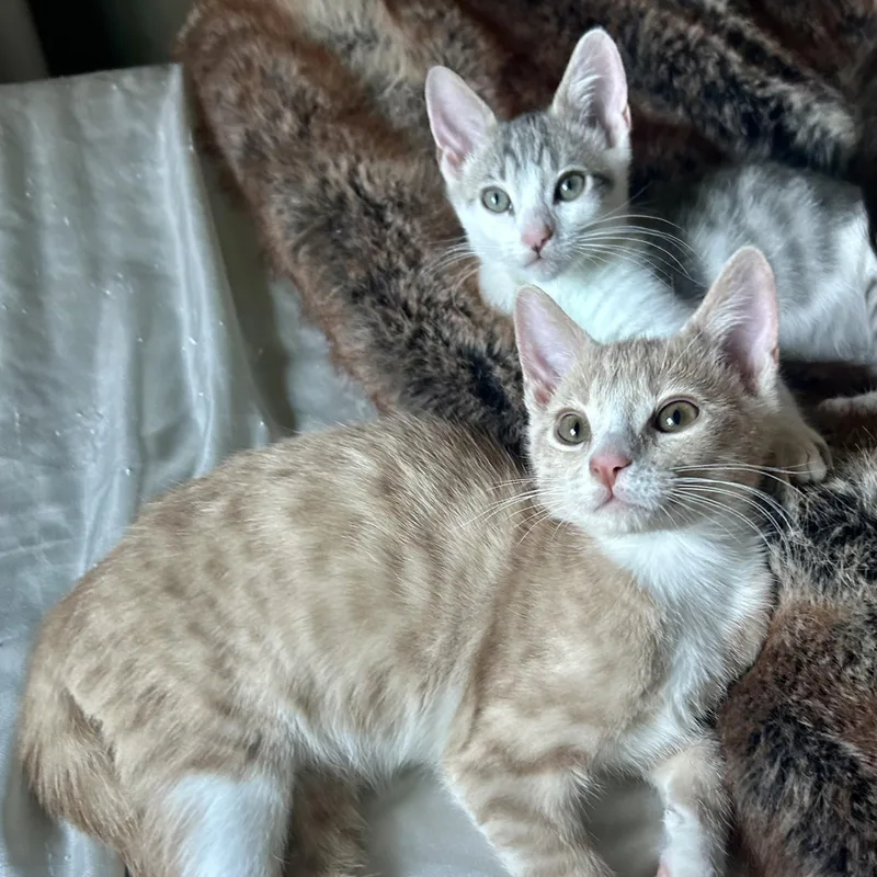 Sandy & Maple  thumbnail 2