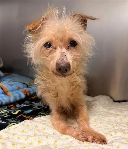 An adult small-sized male Mixed Breed dog named Mylo for adoption in Seattle, WA