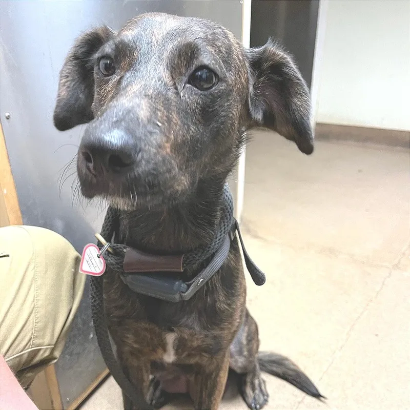 An adult medium-sized female Brindle Mixed Breed dog named Penny for adoption in Chattanooga, TN