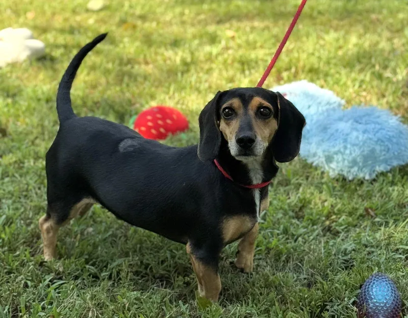 Homer And Marge thumbnail 2