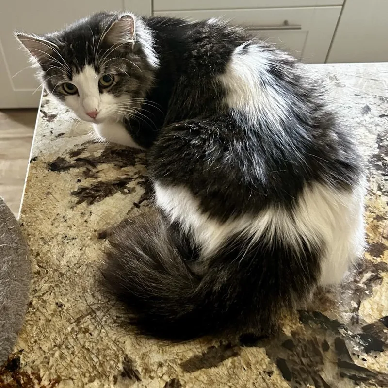 A young medium-sized male Black Domestic Long Hair cat named Motley for adoption in Othello, WA