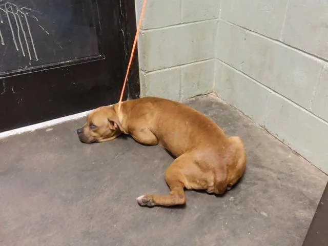 A young medium-sized female Pit Bull Terrier dog named Fe for adoption in Tulsa, OK