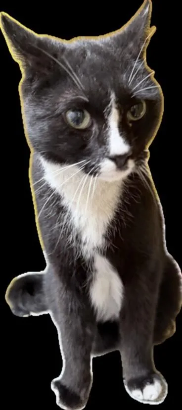 An adult medium-sized male Domestic Short Hair cat named Charlie for adoption in Los Angeles, CA