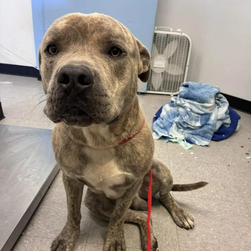 An adult large-sized male Brindle Cane Corso dog named Tiger for adoption in Bastrop, TX