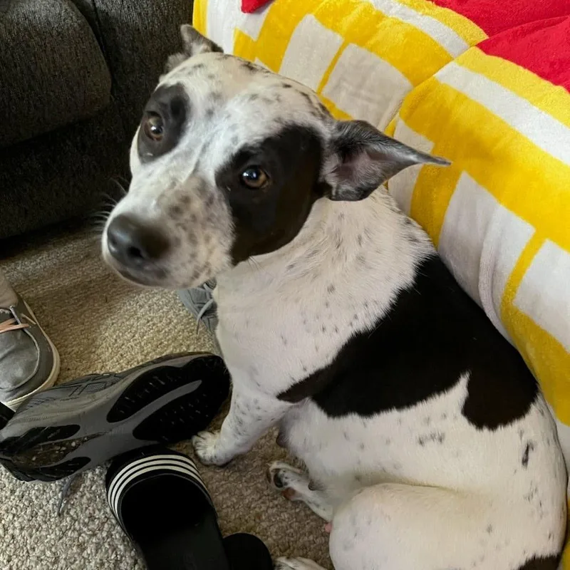 A baby small-sized female White / Cream Mixed Breed dog named Trudy for adoption in Fulton, MO
