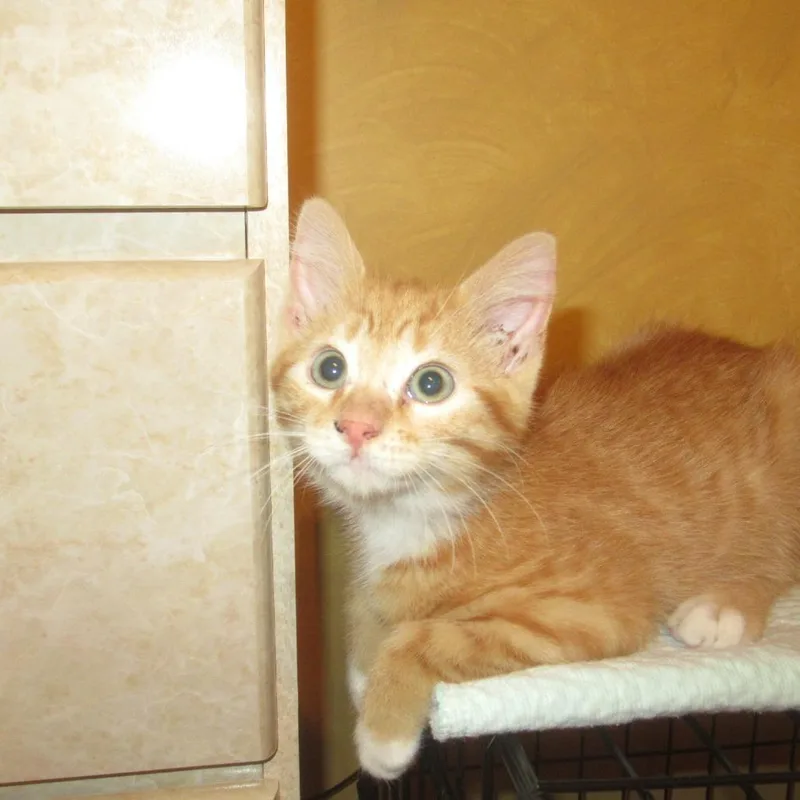 A baby small-sized male Orange / Red Domestic Short Hair cat named Bakke for adoption in Rochester, MN
