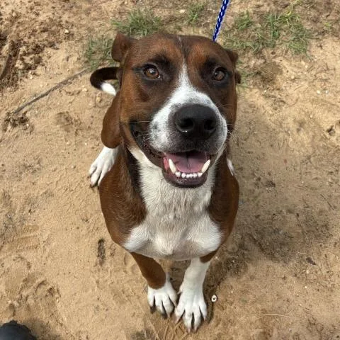 A young large-sized male Mixed Breed dog named Rocky Road for adoption in Pensacola, FL