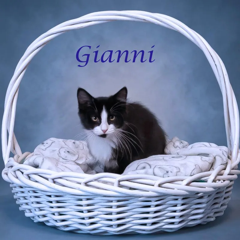 A baby small-sized male Black Domestic Short Hair cat named Gianni C for adoption in Lebanon, TN