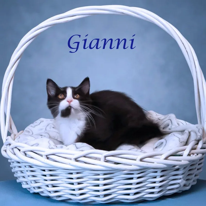 Gianni C thumbnail 2