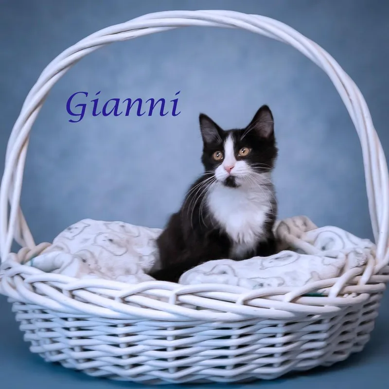 Gianni C thumbnail 3