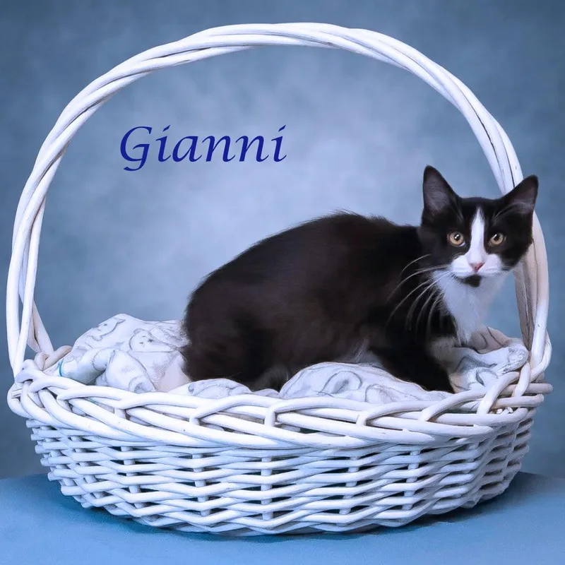Gianni C thumbnail 4