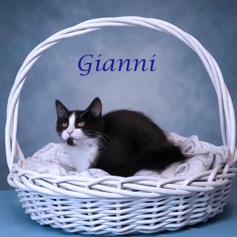Gianni C thumbnail 5