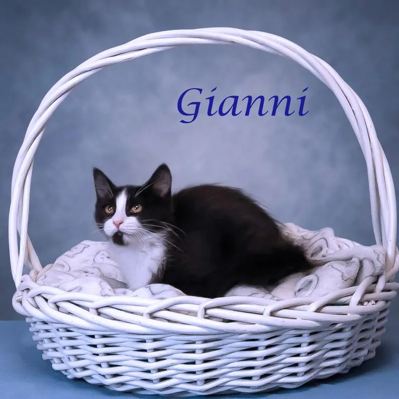Gianni C thumbnail 6
