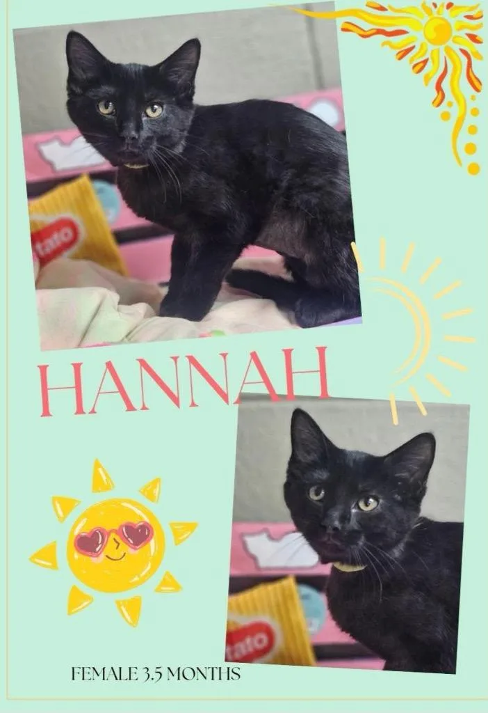 Hannah