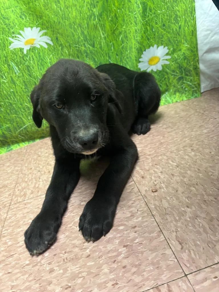 A baby medium-sized male Labrador Retriever dog named Crusier for adoption in Wabash, IN